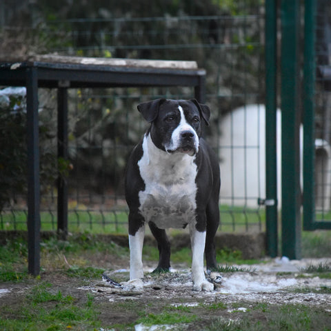 Litzie The II