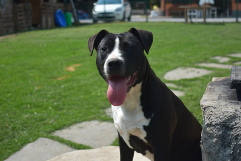 A.R. Amstaff Kennel Parker
