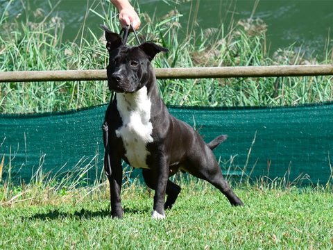 A.R. Amstaff Kennel Prima