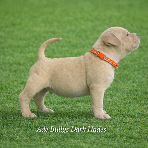 Ade Bullys Dark Hades