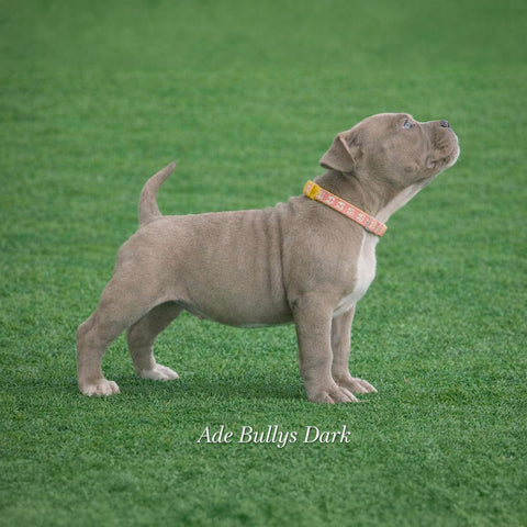 Ade Bullys Dark