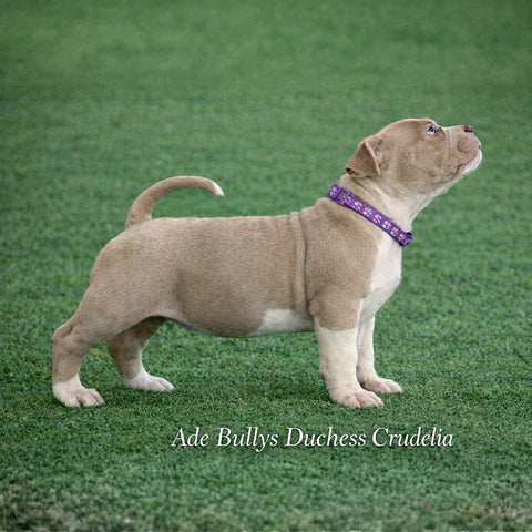 Ade Bullys Duchess Crudelia