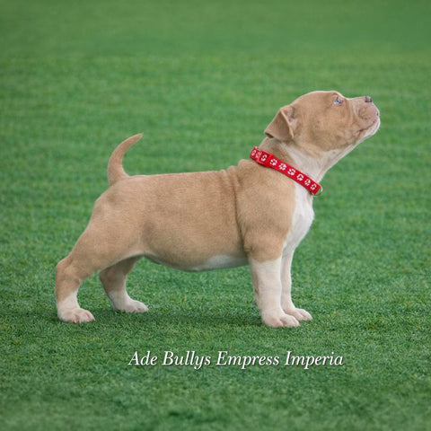 Ade Bullys Empress Imperia