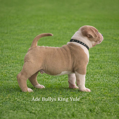 Ade Bullys King Yule