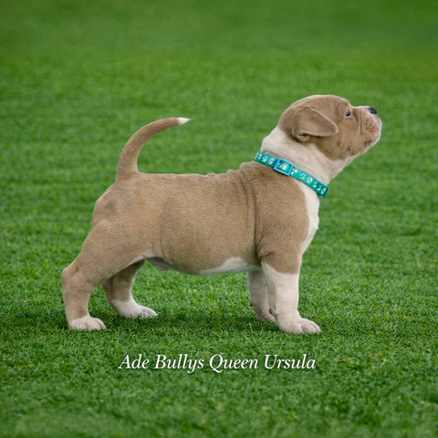 Ade Bullys Queen Ursula
