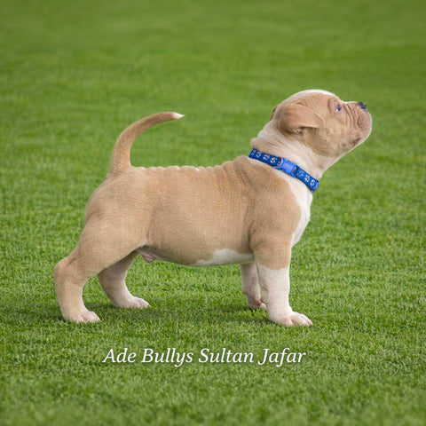 Ade Bullys Sultan Jafar
