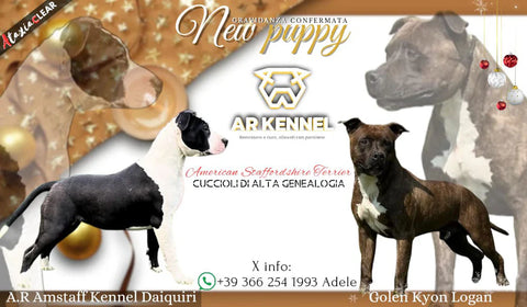 A.R. Amstaff Kennel Daiquiri - Golen Kyon Logan