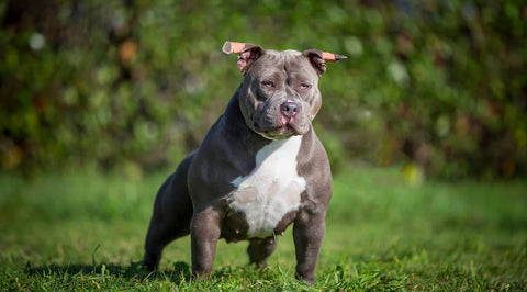 Bullys in Fabula Roxy