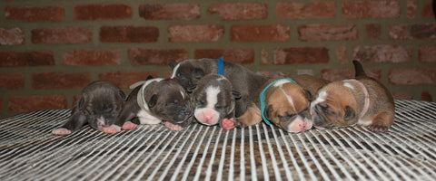 Bullys in Fabula Roxy